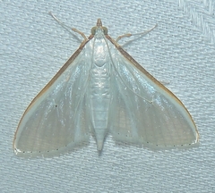 Palpita margaritacea