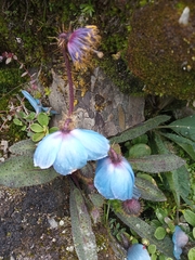 Meconopsis horridula