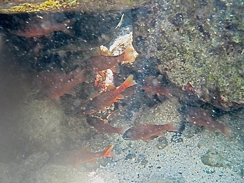 Iridescent Cardinalfish