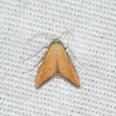 Xanthophysa psychicalis