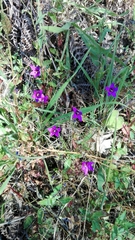 Campanula lusitanica