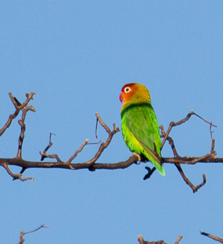 Agapornis lilianae
