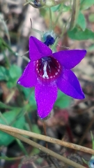Campanula lusitanica