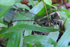 Ceylonosticta anamia