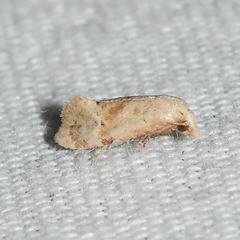 Platphalonidia magdalenae