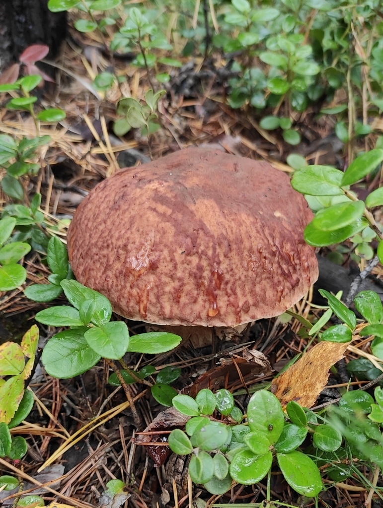 Boletus pinophilus · September 2020 · photo: © wrrite (iNaturalist, cc-by)