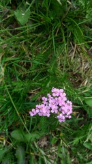 Achillea roseo-alba