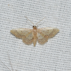 Idaea celtima