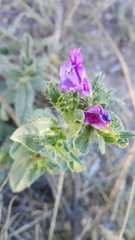 Echium rosulatum