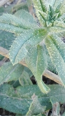 Echium rosulatum