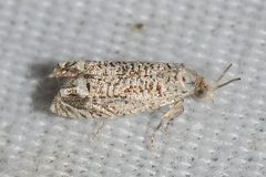 Eucosma argutipunctana