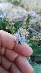 Echium lusitanicum