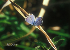 Hemiargus hanno hanno