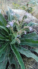 Echium lusitanicum