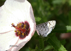 Leptotes cassius cassius