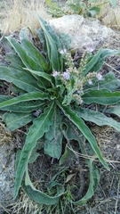 Echium lusitanicum