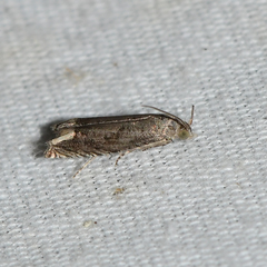 Epiblema minutana
