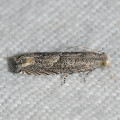 Epiblema minutana
