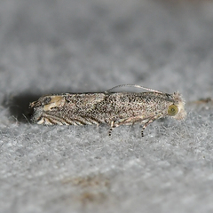 Epiblema minutana