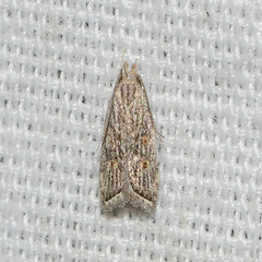 Helcystogramma chambersella