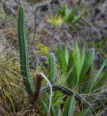 Borzicactus sepium