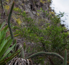 Borzicactus sepium