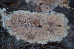 Phlebia rufa