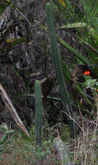 Borzicactus sepium
