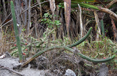 Borzicactus sepium