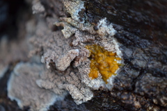 Phlebia rufa