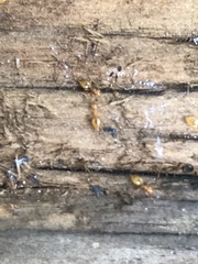 Crematogaster minutissima