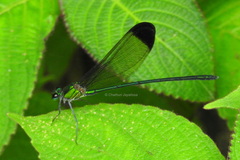 Vestalis nigrescens