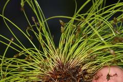 Eleocharis intermedia