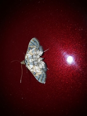 Pseudopyrausta santatalis