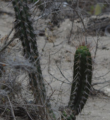 Borzicactus sepium