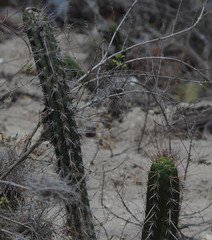 Borzicactus sepium