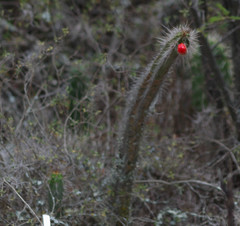 Borzicactus sepium