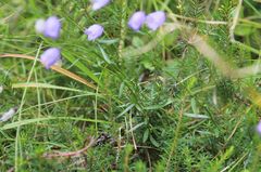 Campanula cespitosa