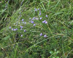 Campanula cespitosa