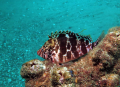 Cirrhitichthys aprinus