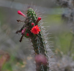 Borzicactus sepium