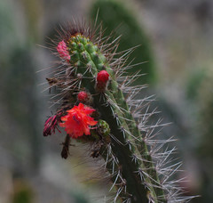 Borzicactus sepium
