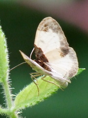 Mesoleuca albicillata