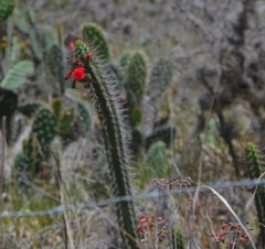 Borzicactus sepium