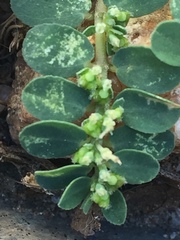 Euphorbia prostrata