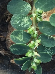 Euphorbia prostrata