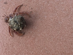 Coenobita clypeatus