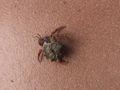 Coenobita clypeatus