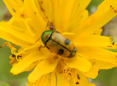 Cryptocephalus laetus