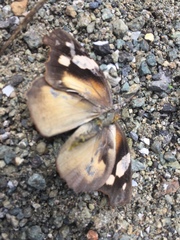 Libytheana motya
